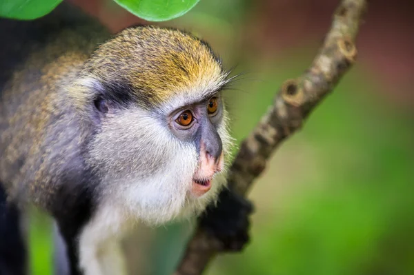 Monkey in Ghana — Stock Photo, Image