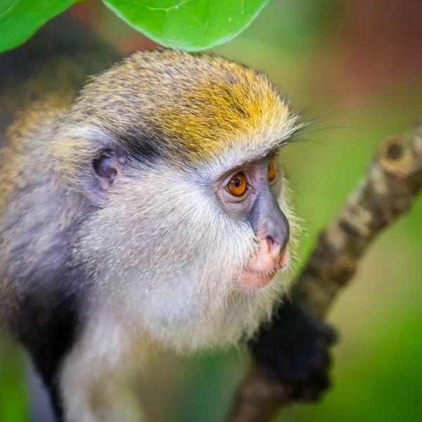 Mono en Ghana —  Fotos de Stock