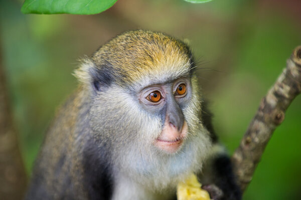 Little Monkey (Cercopithecus mona) eats a babana in Ghana
