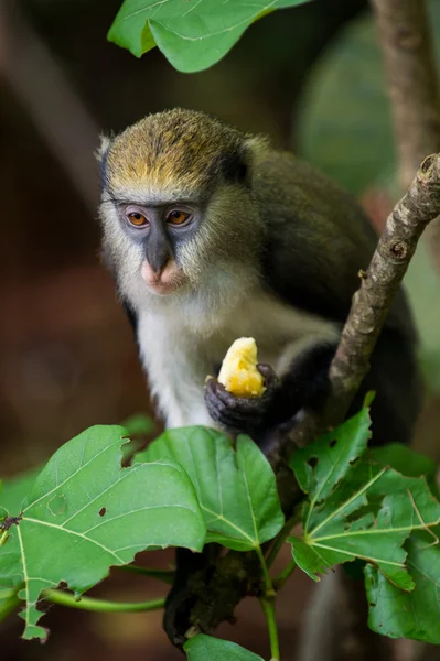 Monkey in Ghana — Stock Photo, Image