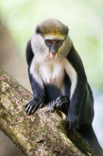 Monkey in Ghana Stock Image