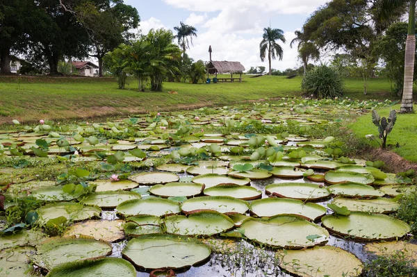 Surinam, Sydamerika — Stockfoto