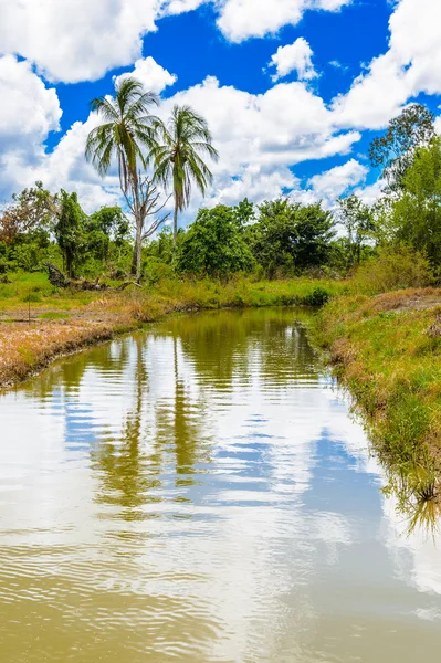 Surinam, Sydamerika — Stockfoto