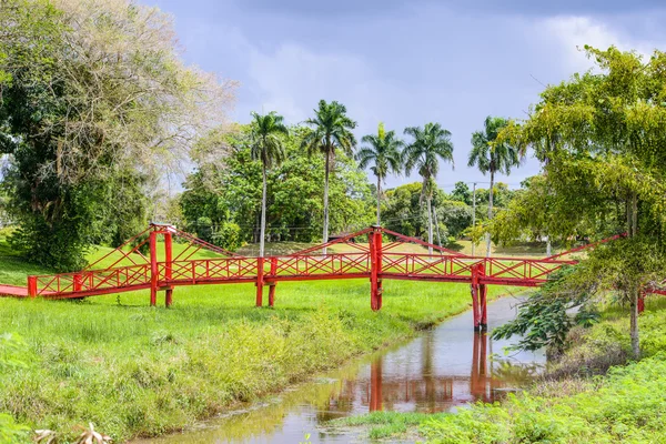 Surinam, Güney Amerika