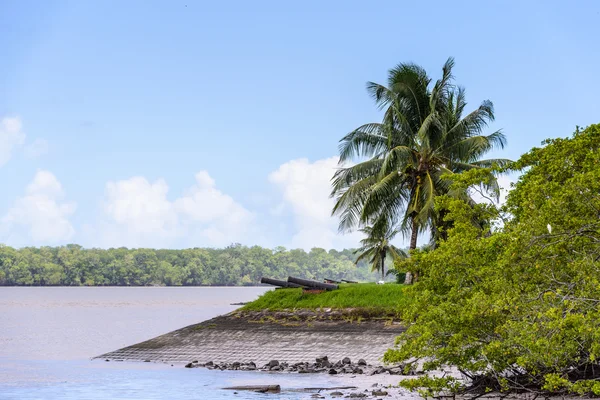 Суринам, Південна Америка — стокове фото
