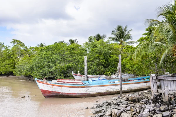 Suriname, América do Sul — Fotografia de Stock