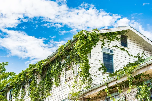 Surinam, Güney Amerika — Stok fotoğraf