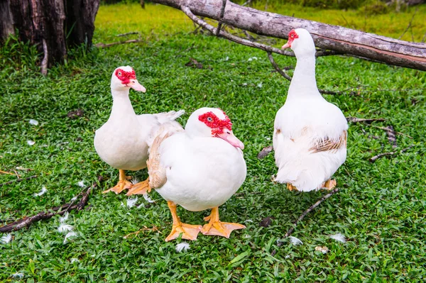 Francouzská Guyana, Jižní Amerika — Stock fotografie