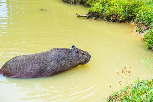 Franska Guyana, Sydamerika — Stockfoto