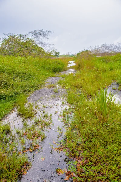 Dolar Trinidad a Tobago, Jižní Amerika — Stock fotografie