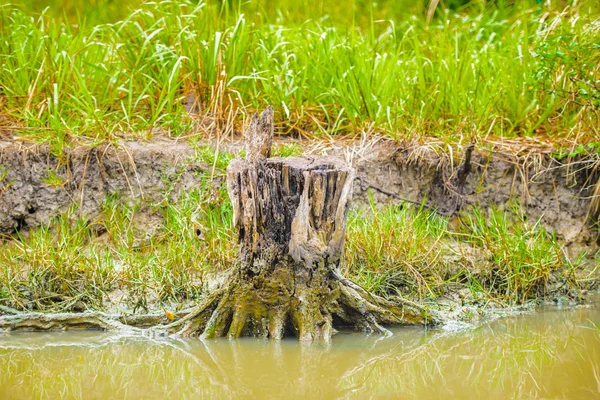 Trinidad und Tobago, Südamerika — Stockfoto