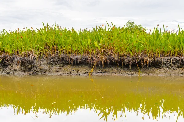 Trinidad e Tobago, Sud America — Foto Stock