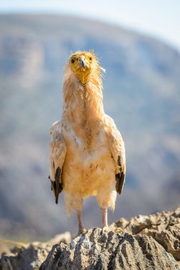 Yemen