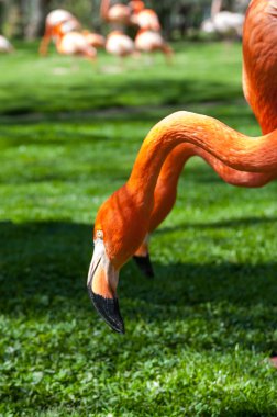 Madrid'da hayvanat bahçesi hayvanları