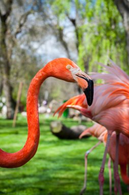Madrid'da hayvanat bahçesi hayvanları