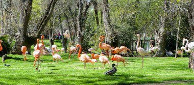 Madrid'da hayvanat bahçesi hayvanları