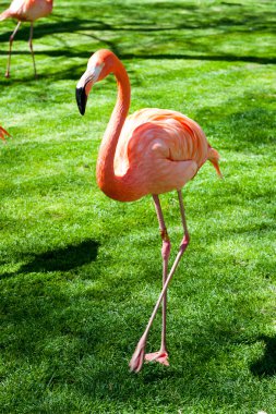 Madrid'da hayvanat bahçesi hayvanları