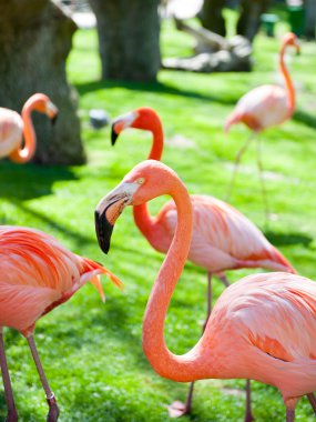 Madrid'da hayvanat bahçesi hayvanları