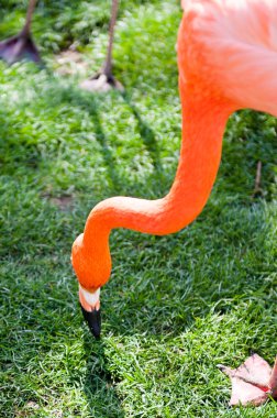 Madrid'da hayvanat bahçesi hayvanları