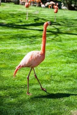 Madrid'da hayvanat bahçesi hayvanları