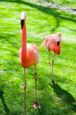 Madrid'da hayvanat bahçesi hayvanları