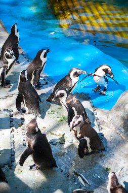 Madrid'da hayvanat bahçesi hayvanları