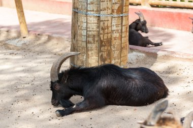 Madrid'da hayvanat bahçesi hayvanları