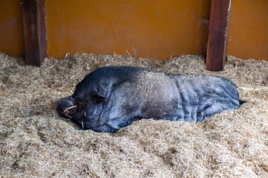 Madrid'da hayvanat bahçesi hayvanları