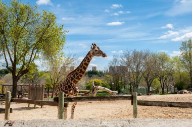 Madrid'da hayvanat bahçesi hayvanları