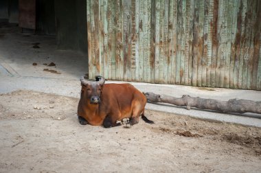 Madrid'da hayvanat bahçesi hayvanları