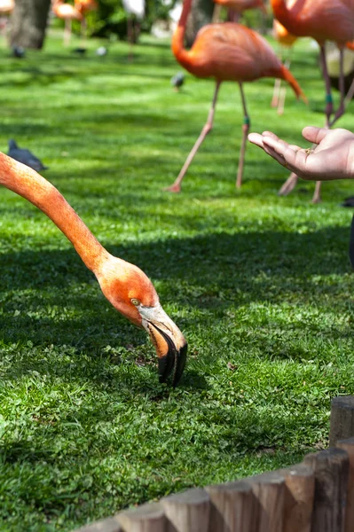Madrid'da hayvanat bahçesi hayvanları