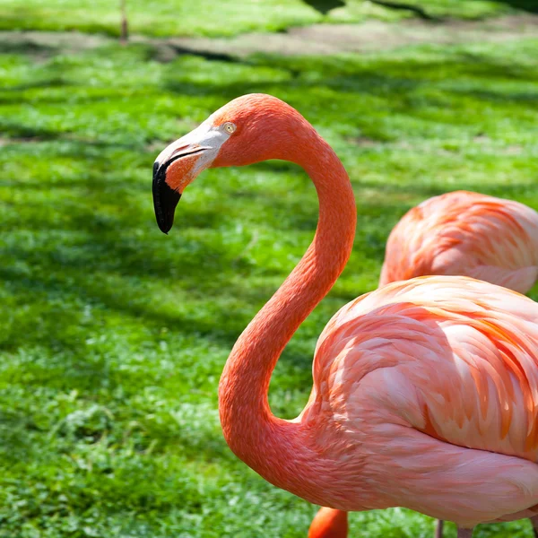 Animals in zoo in Madrid — Stock Photo, Image