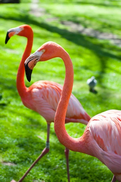 Animals in zoo in Madrid — Stock Photo, Image