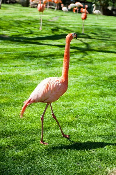 Animals in zoo in Madrid — Stock Photo, Image