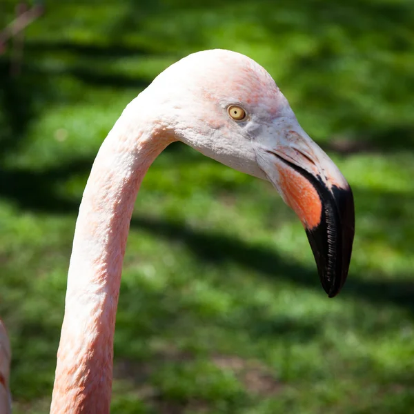 Animals in zoo in Madrid — Stock Photo, Image