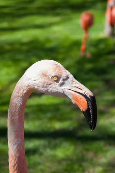 Animals in zoo in Madrid — Stock Photo, Image