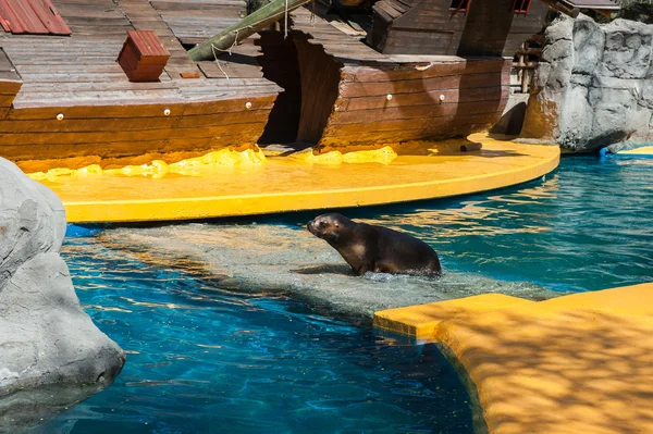 Dieren in de dierentuin in Madrid — Stockfoto