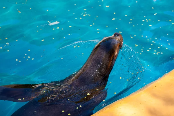 Animaux dans le zoo de Madrid — Photo