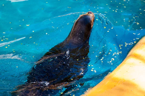 Animais em zoológico em Madrid — Fotografia de Stock