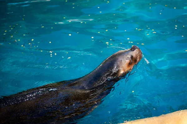 Djur i zoo i Madrid — Stockfoto