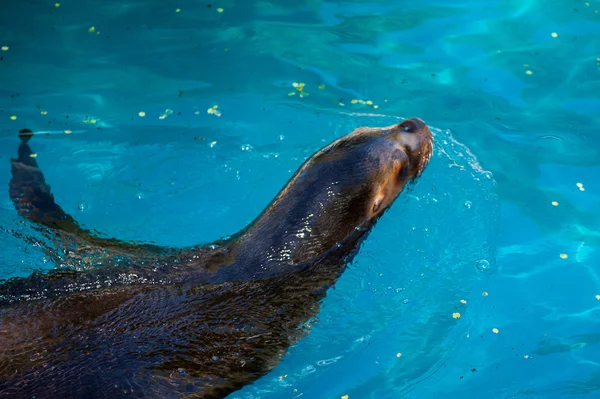 Animali nello zoo di Madrid — Foto Stock