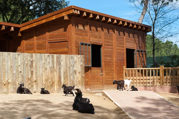 Animais em zoológico em Madrid — Fotografia de Stock