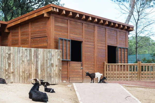 Animales en zoológico de Madrid — Foto de Stock