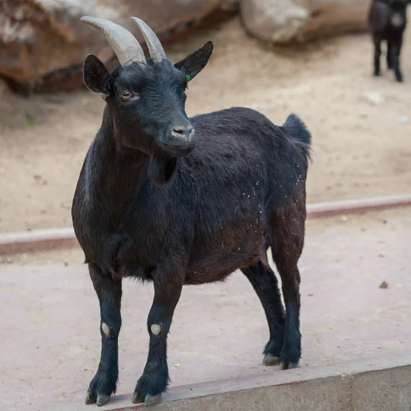 Animali nello zoo di Madrid — Foto Stock