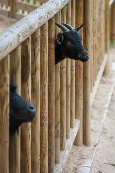 マドリッドの動物園の動物 — ストック写真