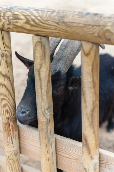 Animali nello zoo di Madrid — Foto Stock