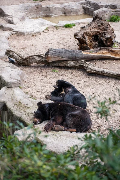 Djur i zoo i Madrid — Stockfoto