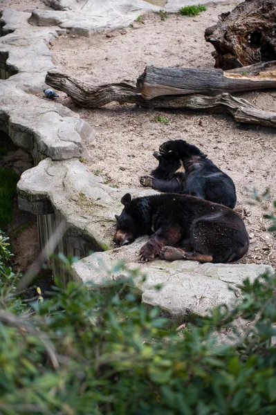 Животные в зоопарке Мадрида — стоковое фото