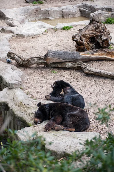 Animais em zoológico em Madrid — Fotografia de Stock