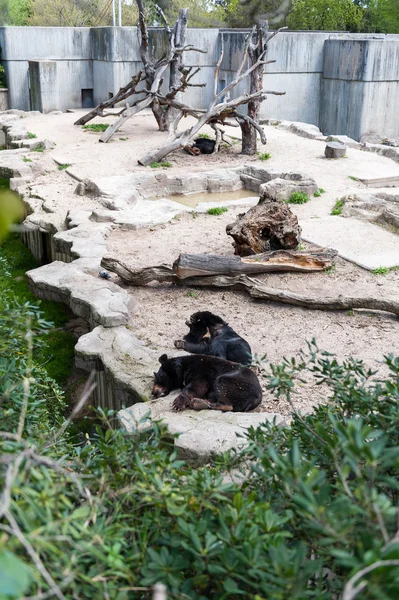 Zvířata v zoo v Madridu — Stock fotografie